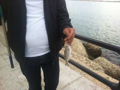 Mormora pescata da Giuseppe